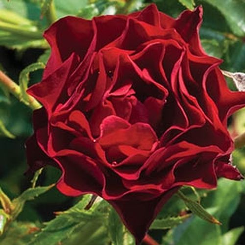 Ruže predaj - pôdopokryvná ruža - červená - Rosa Coral™ - mierna vôňa ruží - PhenoGeno Roses - -